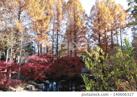 高木町休閒村公園(兵庫縣)的秋葉景色 高木町休閒村公園(兵庫縣)的秋葉景色 140606327