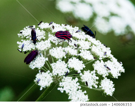 Red-striped stink bug visiting the flowers of a plant in the Apiaceae family. 140606353