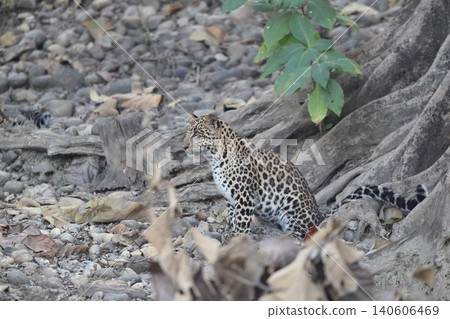 Indian leopard 140606469