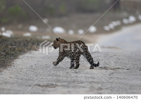 Indian leopard Indian leopard 140606470