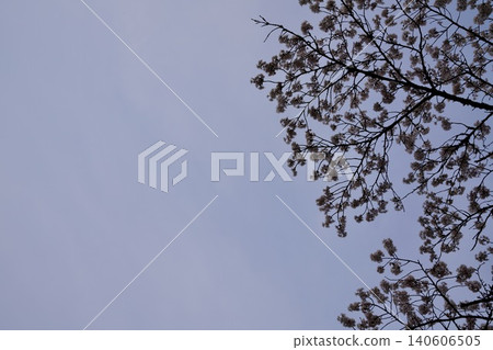 櫻花盛開在藍天 櫻花盛開在藍天 140606505