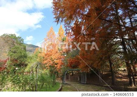 Autumn foliage scenery at Taka Town Leisure Village Park (Hyogo Prefecture) Autumn foliage scenery at Taka Town Leisure Village Park (Hyogo Prefecture) 140606553