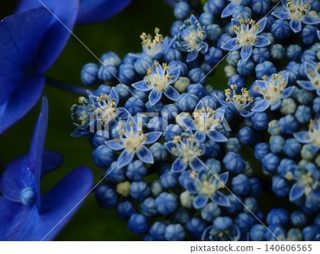 藍色繡球花 藍色繡球花 140606565