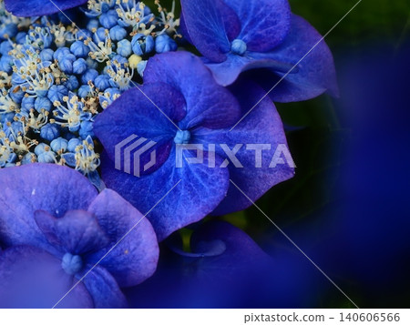 藍色繡球花 藍色繡球花 140606566