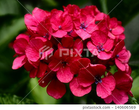 紅繡球 140606569