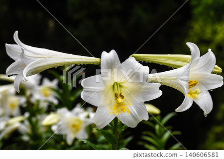 Easter lily after the rain Easter lily after the rain 140606581