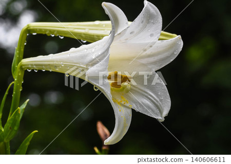 Easter lily after the rain Easter lily after the rain 140606611
