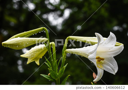 Easter lily after the rain Easter lily after the rain 140606612