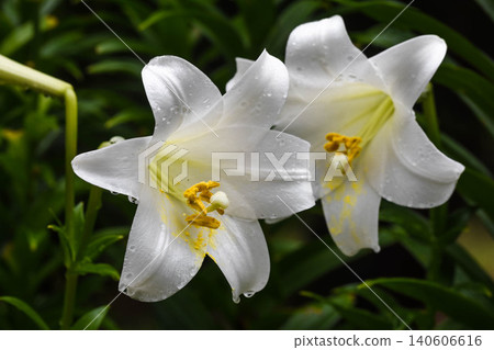 Easter lily after the rain Easter lily after the rain 140606616