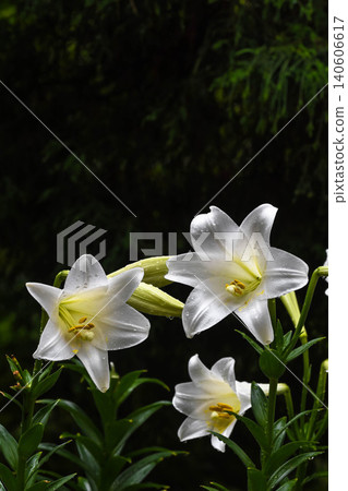 Easter lily after the rain Easter lily after the rain 140606617