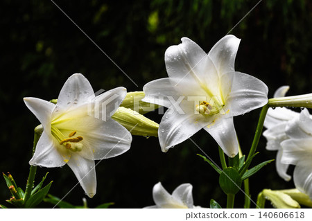 Easter lily after the rain Easter lily after the rain 140606618