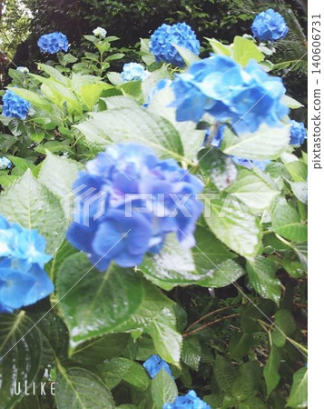 hydrangea hydrangea 140606731
