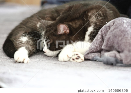 Hachi Ware Cat 140606896