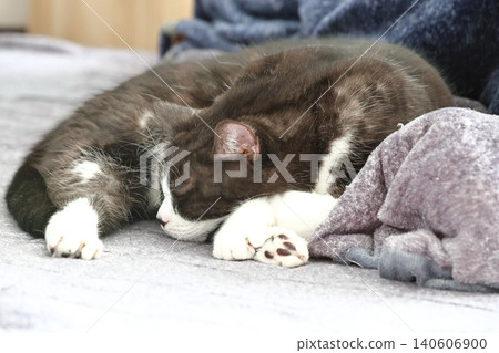 Hachi Ware Cat Hachi Ware Cat 140606900