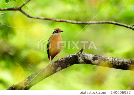 Indian pitta on a branch against a soft, natural bokeh backdrop in Yala National Park, Sri Lanka. Indian pitta on a branch against a soft, natural bokeh backdrop in Yala National Park, Sri Lanka. 140606922