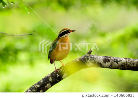 Indian pitta on a branch against a soft, natural bokeh backdrop in Yala National Park, Sri Lanka. Indian pitta on a branch against a soft, natural bokeh backdrop in Yala National Park, Sri Lanka. 140606925