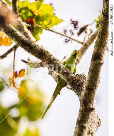 Rose ringed parakeet perched on a tree branch, low-angle photograph. Rose ringed parakeet perched on a tree branch, low-angle photograph. 140606929
