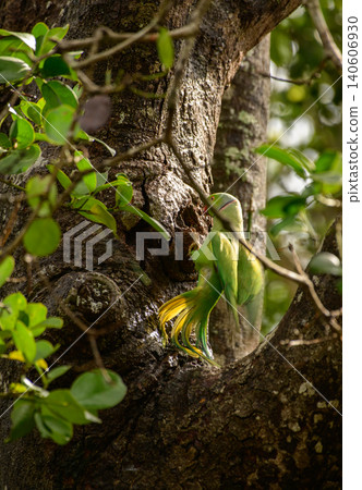 Rose-ringed Parakeet searching a tree cavity nest in Yala National Park, Sri Lanka. Rose-ringed Parakeet searching a tree cavity nest in Yala National Park, Sri Lanka. 140606930
