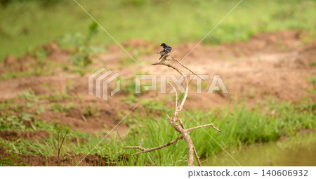 Barn Swallow perched on a dry branch in Yala National Park, Sri Lanka 140606932