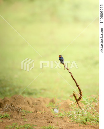 Barn Swallow perched on a dry branch in Yala National Park, Sri Lanka 140606933