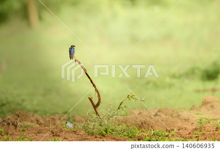 Barn Swallow perched on a dry branch in Yala National Park, Sri Lanka 140606935