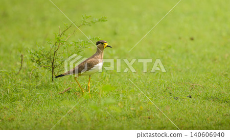Yellow wattled lapwing standing in grassland at Yala National Park, Sri Lanka Yellow wattled lapwing standing in grassland at Yala National Park, Sri Lanka 140606940