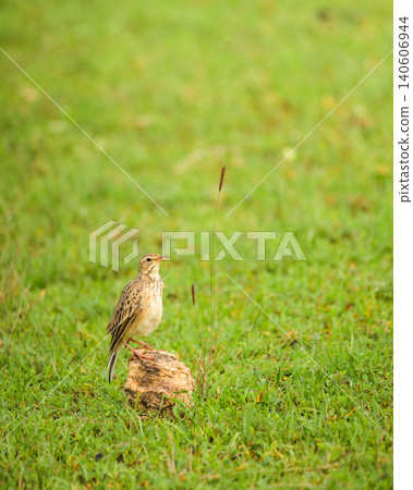 Paddyfield pipit perched on a rock in a grassy habitat at Yala National Park, Sri Lanka. Paddyfield pipit perched on a rock in a grassy habitat at Yala National Park, Sri Lanka. 140606944