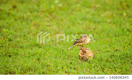 Paddyfield Pipit preening feathers while perched on a rock in a grassy habitat at Yala National Park, Sri Lanka Paddyfield Pipit preening feathers while perched on a rock in a grassy habitat at Yala National Park, Sri Lanka 140606945