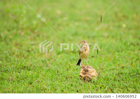 Paddyfield pipit perched on a rock in a grassy habitat at Yala National Park, Sri Lanka. 140606952