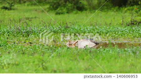 Carcass partially submerged in a marsh at Yala National Park, Sri Lanka. Natural cycle of life and death in a wetland ecosystem Carcass partially submerged in a marsh at Yala National Park, Sri Lanka. Natural cycle of life and death in a wetland ecosystem 140606953
