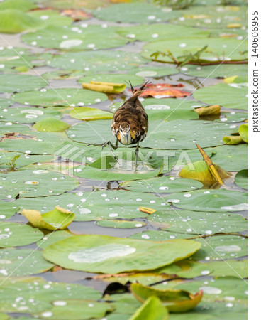Pheasant-tailed Jacana walking across floating vegetation in Yala National Park, Sri Lanka 140606955