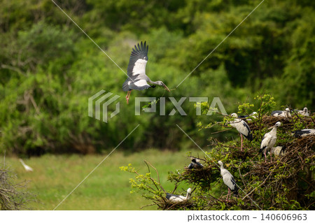 Asian Openbill Stork flying with a branch in its beak for nest building. Colony nests in Yala National Park, Sri Lanka. Wildlife Breeding Behavior Asian Openbill Stork flying with a branch in its beak for nest building. Colony nests in Yala National Park, Sri Lanka. Wildlife Breeding Behavior 140606963