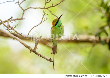 Bee-eater perched on a branch in Yala National Park, Sri Lanka. Beautiful bird with vibrant plumage in a natural habitat 140606973