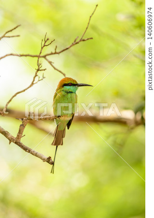 Bee-eater perched on a branch in Yala National Park, Sri Lanka. Beautiful bird with vibrant plumage in a natural habitat 140606974