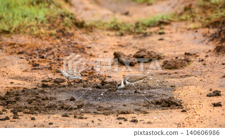 Kentish plovers foraging on muddy ground in Yala National Park, Sri Lanka. Wetland bird behavior in natural habitat Kentish plovers foraging on muddy ground in Yala National Park, Sri Lanka. Wetland bird behavior in natural habitat 140606986