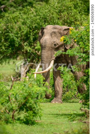 Majestic elephant tusker in natural habitat. Sri Lankan elephant tusker foraging through lush greenery at Yala National Park, Sri Lanka Majestic elephant tusker in natural habitat. Sri Lankan elephant tusker foraging through lush greenery at Yala National Park, Sri Lanka 140606990