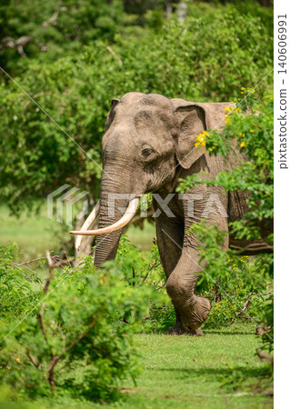 Majestic elephant tusker in natural habitat. Sri Lankan elephant tusker foraging through lush greenery at Yala National Park, Sri Lanka Majestic elephant tusker in natural habitat. Sri Lankan elephant tusker foraging through lush greenery at Yala National Park, Sri Lanka 140606991