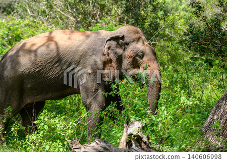 Giant Asian elephant walking through forest habitat in Yala National Park, Sri Lanka Giant Asian elephant walking through forest habitat in Yala National Park, Sri Lanka 140606998