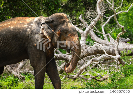 Giant Asian elephant walking through forest habitat in Yala National Park, Sri Lanka Giant Asian elephant walking through forest habitat in Yala National Park, Sri Lanka 140607000