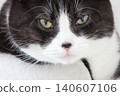 Hachi Ware Cat 140607106