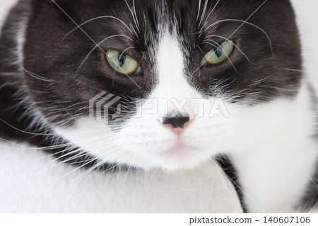 Hachi Ware Cat 140607106