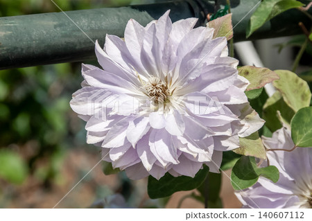 The queen of climbing plants, the original species Clematis 'Ruriokoshi' with its pale wisteria color. The queen of climbing plants, the original species Clematis 'Ruriokoshi' with its pale wisteria color. 140607112