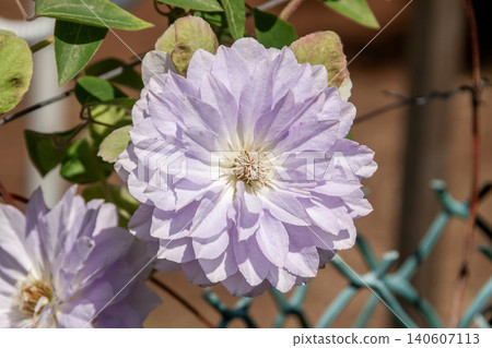 The queen of climbing plants, the original species Clematis 'Ruriokoshi' with its pale wisteria color. 140607113