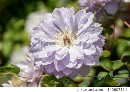 The queen of climbing plants, the original species Clematis 'Ruriokoshi' with its pale wisteria color. The queen of climbing plants, the original species Clematis 'Ruriokoshi' with its pale wisteria color. 140607114