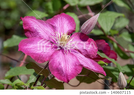 The queen of climbing plants, Clematis 'Ville de Lyon' with its round, red petals. The queen of climbing plants, Clematis 'Ville de Lyon' with its round, red petals. 140607115