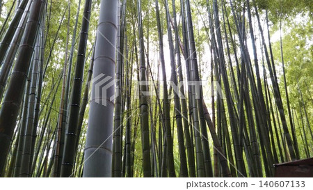 Scenery with bamboo grove 140607133