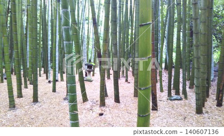 與竹林的風景 與竹林的風景 140607136