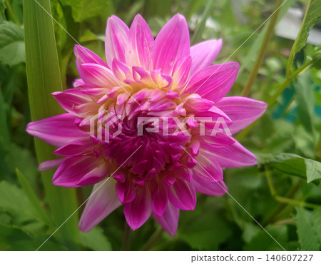 A stunning close-up of a pink dahlia against a backdrop of green. A stunning close-up of a pink dahlia against a backdrop of green. 140607227