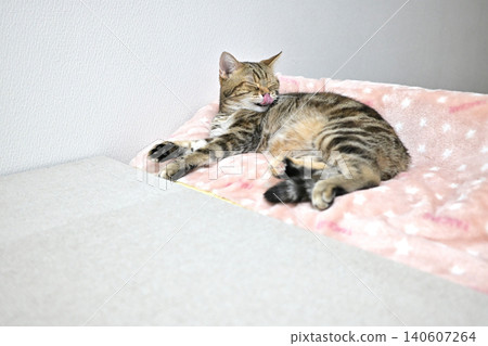 Relaxed expression of a napping cat Relaxed expression of a napping cat 140607264