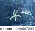 Starfish swimming in an aquarium 140607295